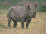 Rhino in Pointillism Effect